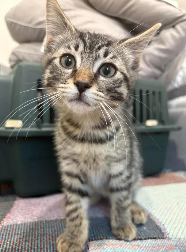 A baby small-sized male Tabby (Brown / Chocolate) Domestic Short Hair cat named Fred for adoption in New York, NY