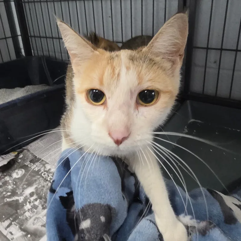 An adult small-sized female Calico Domestic Short Hair cat named Lady for adoption in Duncan, OK