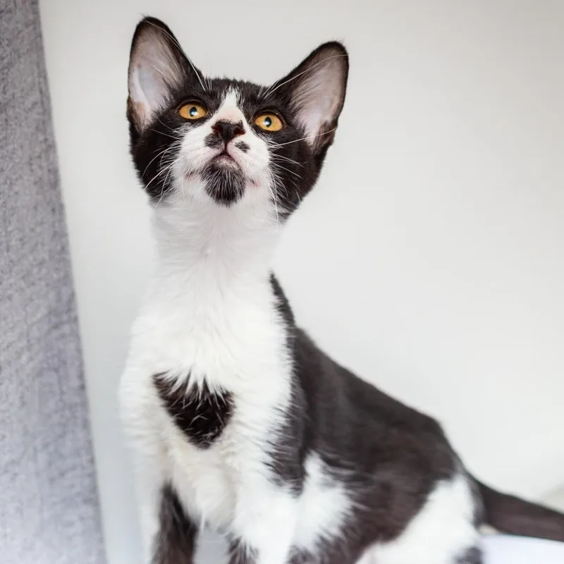 A baby small-sized female Black Domestic Short Hair cat named Curly for adoption in Hattiesburg, MS