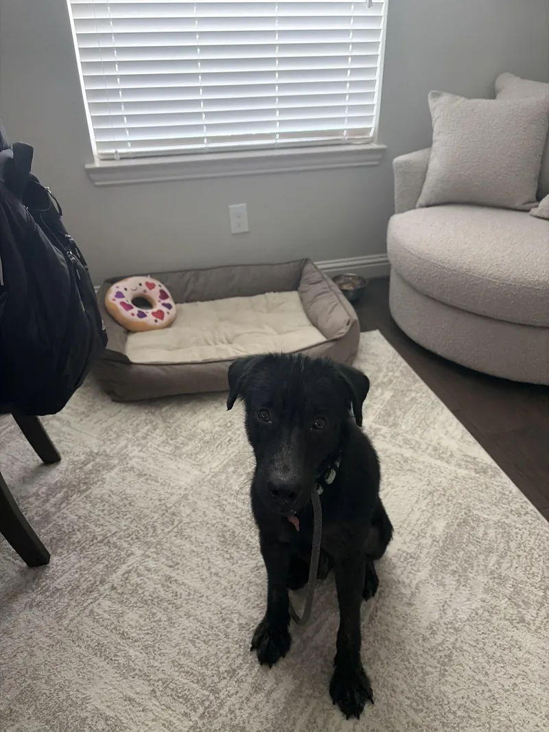 A young medium-sized male Black Labrador Retriever dog named Darren Dixon for adoption in Houston, TX