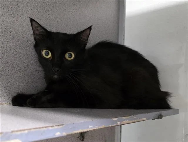 A young medium-sized female Domestic Short Hair cat named 1-10 for adoption in San Antonio, TX