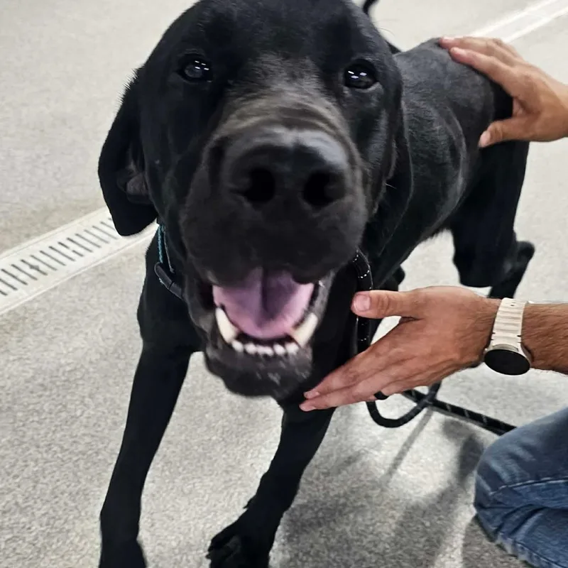 A young medium-sized male Black Labrador Retriever dog named Russell for adoption in Minooka, IL