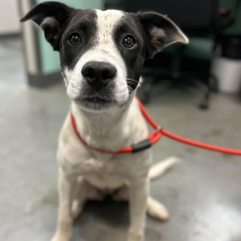 A young medium-sized female Australian Cattle Dog / Blue Heeler dog named Olivia for adoption in Manchester, TN