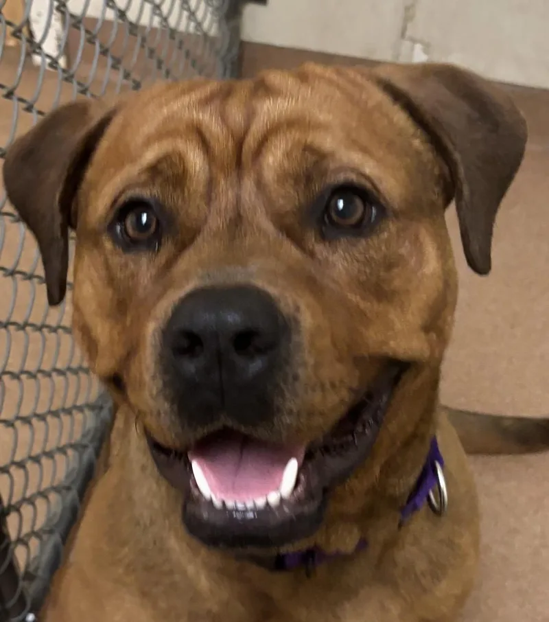 A baby large-sized male Red / Chestnut / Orange Mastiff dog named Cowboy for adoption in Norwalk, CT