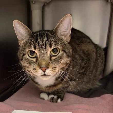 An adult large-sized female Brown / Chocolate Domestic Short Hair cat named Stormy for adoption in Marshall, VA