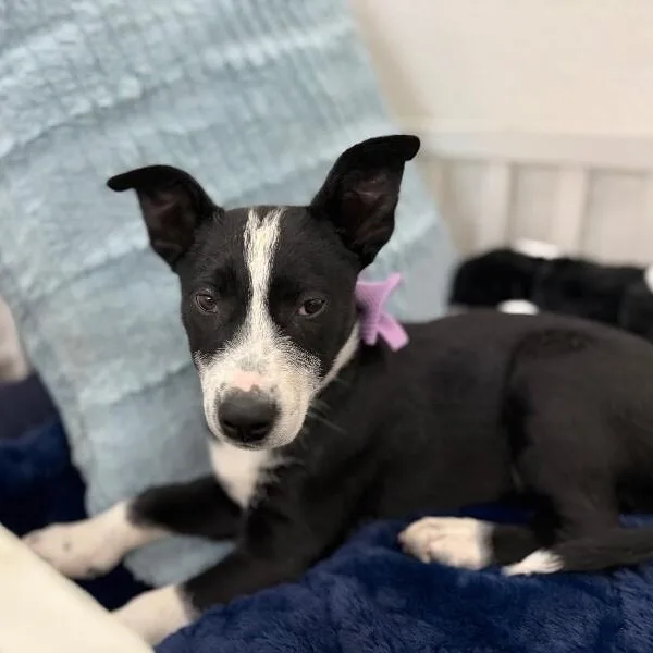 A baby medium-sized female Black Labrador Retriever dog named Moon Dove Snuggleton for adoption in Friendswood, TX