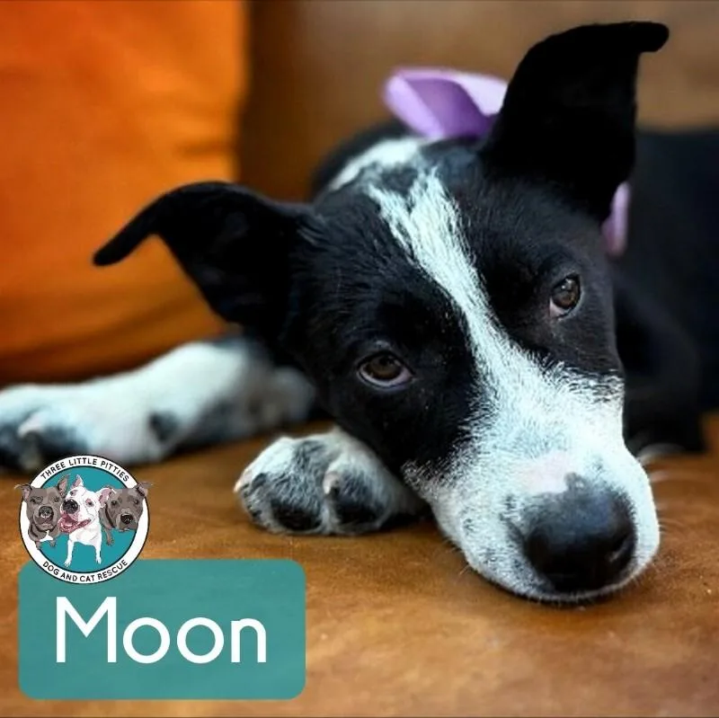 Moon Dove Snuggleton thumbnail 4