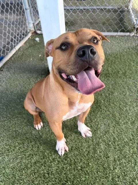 A young large-sized male Terrier dog named Toby for adoption in Miami, FL