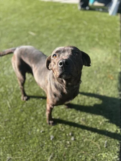 An adult large-sized female Plott Hound dog named Patagonia for adoption in Conway, SC