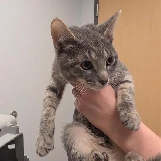 A baby small-sized female Gray / Blue / Silver Domestic Short Hair cat named Gloria for adoption in Jacksonville, FL