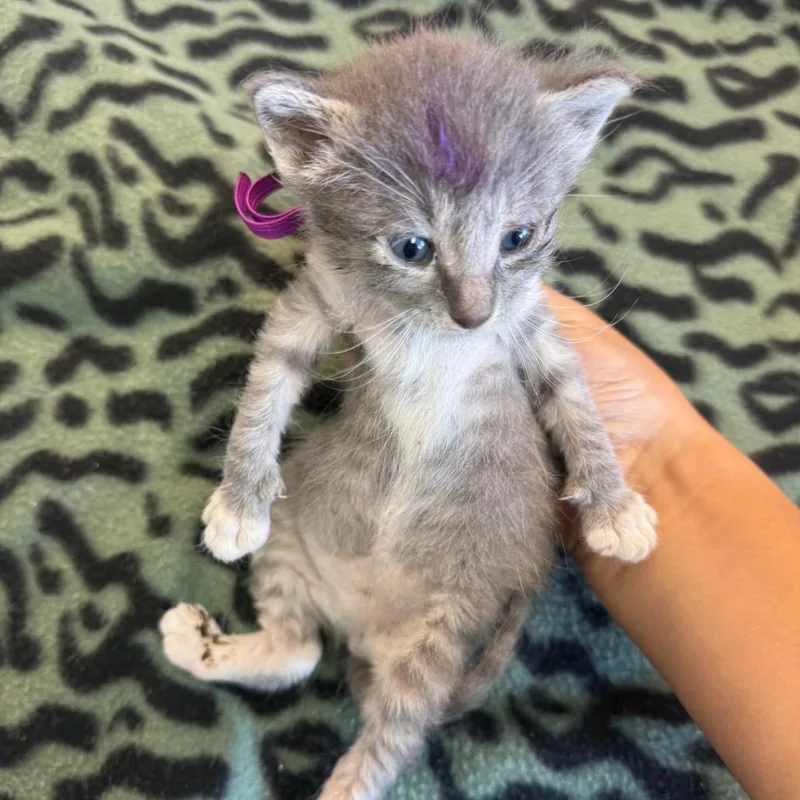A baby small-sized female Gray / Blue / Silver Domestic Short Hair cat named Jumpy Bunny for adoption in Austin, TX