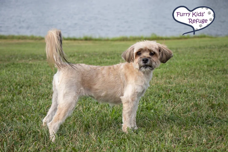An adult small-sized female Havanese dog named Starla for adoption in Lee's Summit, MO