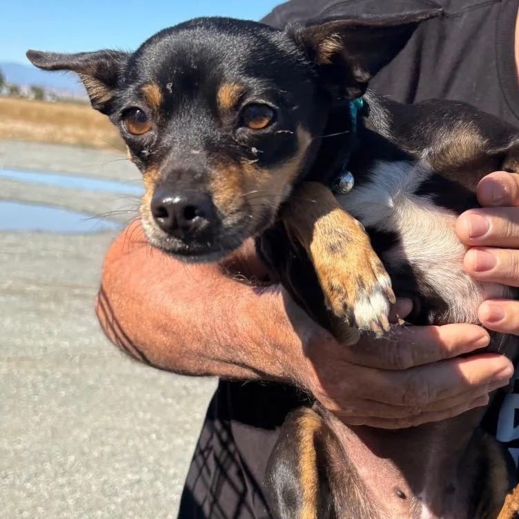 An adult small-sized female Black Chihuahua dog named Lola for adoption in Reno, NV