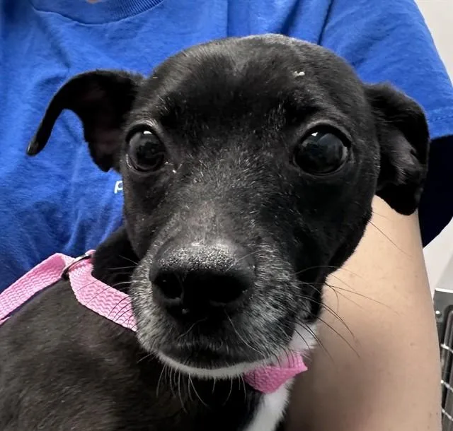 An adult small-sized male Chihuahua dog named Magic for adoption in Tucson, AZ