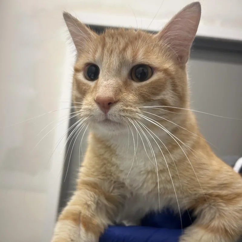 A young medium-sized male Orange / Red Domestic Short Hair cat named Fiyero for adoption in Park City, UT