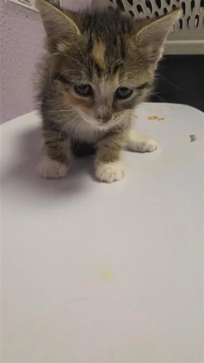 A baby small-sized male Brown / Chocolate Domestic Short Hair cat named 61243474 for adoption in El Paso, TX