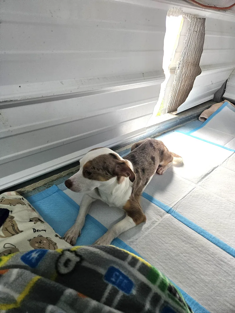 A young small-sized male Merle (Red) Chihuahua dog named Matt Franklin for adoption in Andover, MA