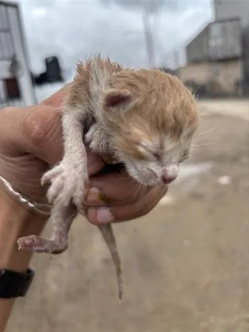 A baby small-sized male Domestic Short Hair cat named A for adoption in Houston, TX