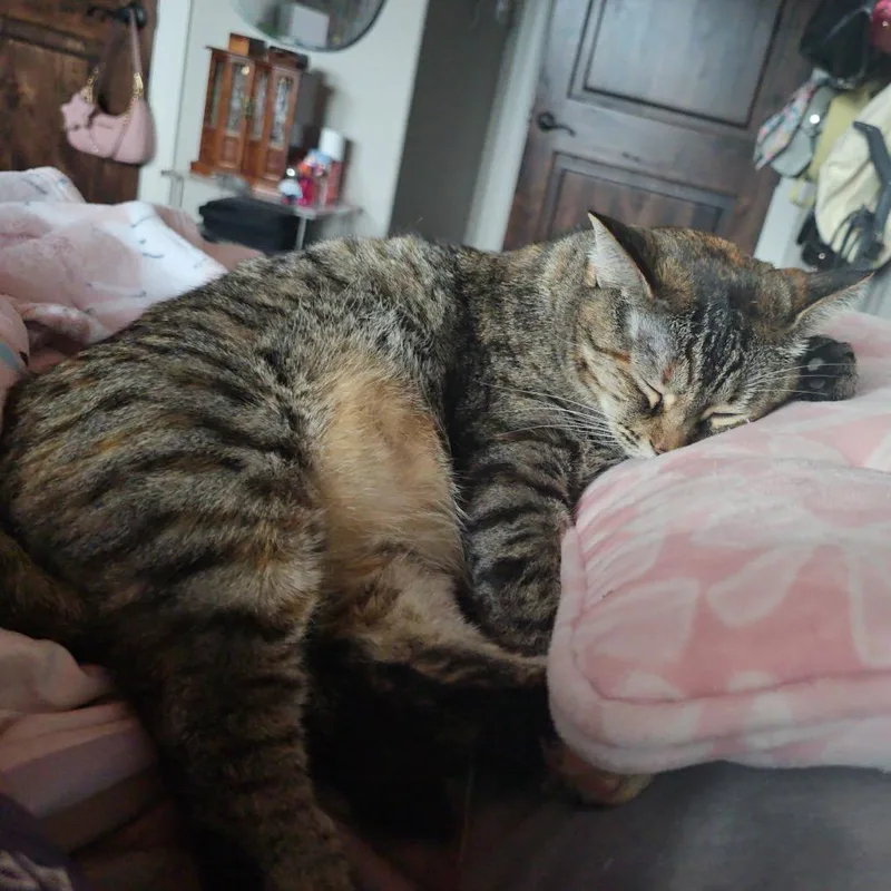 Mrs. Buttersworth thumbnail 2