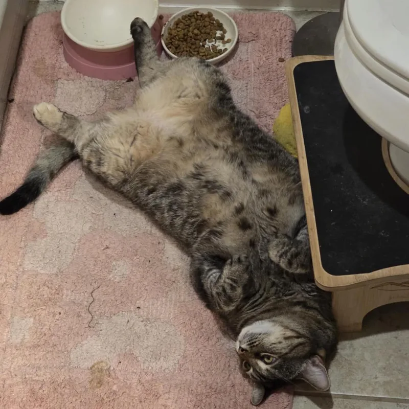 Mrs. Buttersworth thumbnail 4