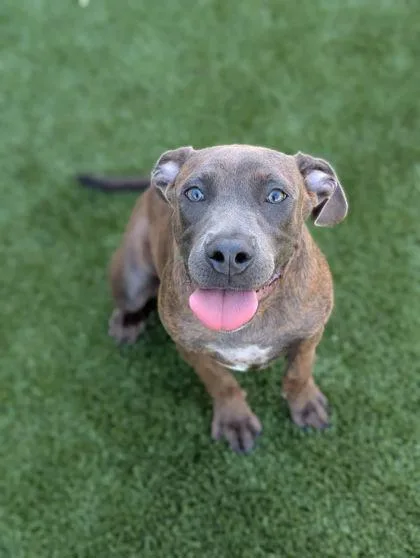 An adult large-sized female Pit Bull Terrier dog named Indie for adoption in Mansfield, TX