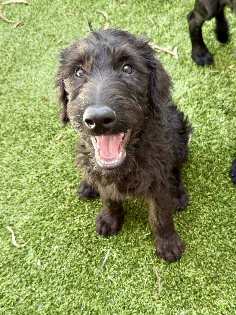 A baby large-sized male Black Labradoodle dog named Porthos for adoption in Los Alamitos, CA