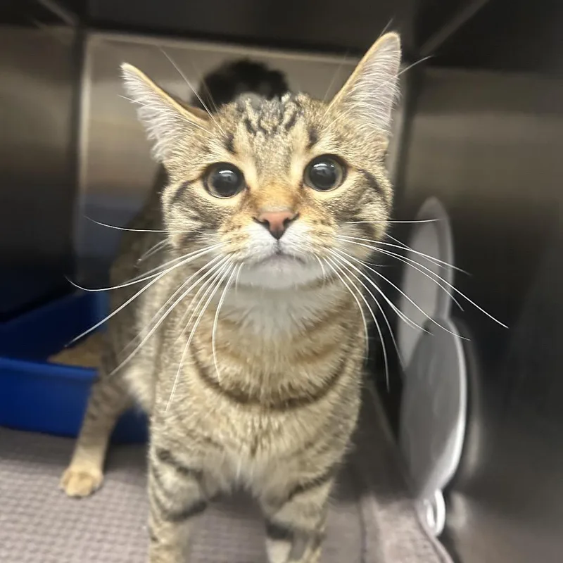 A young medium-sized male Brown / Chocolate Domestic Short Hair cat named Asparagus for adoption in West Olive, MI