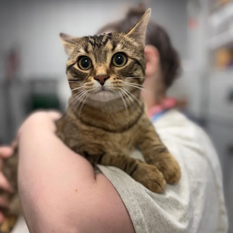 Asparagus thumbnail 2