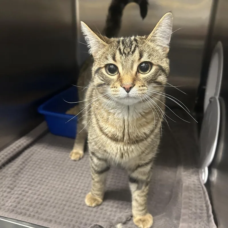 Asparagus thumbnail 3