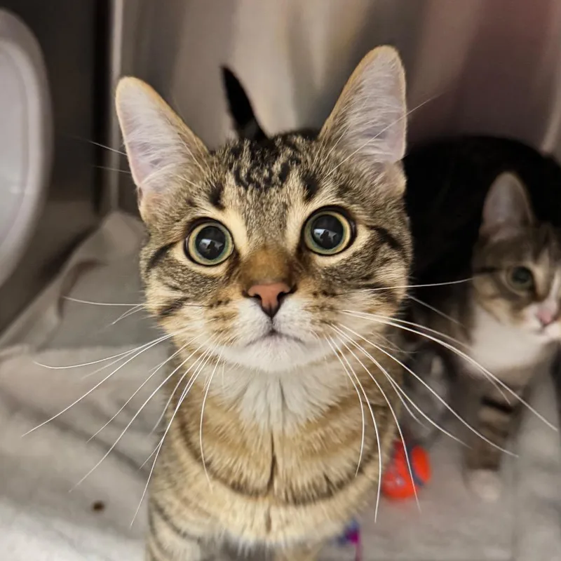 Asparagus thumbnail 4