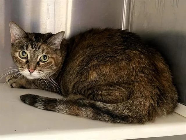 An adult large-sized female Domestic Short Hair cat named Lana for adoption in Tustin, CA