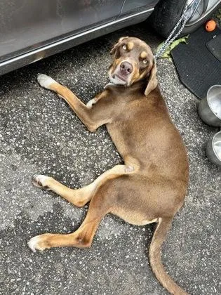 An adult large-sized male Mixed Breed dog named Shark for adoption in Memphis, TN