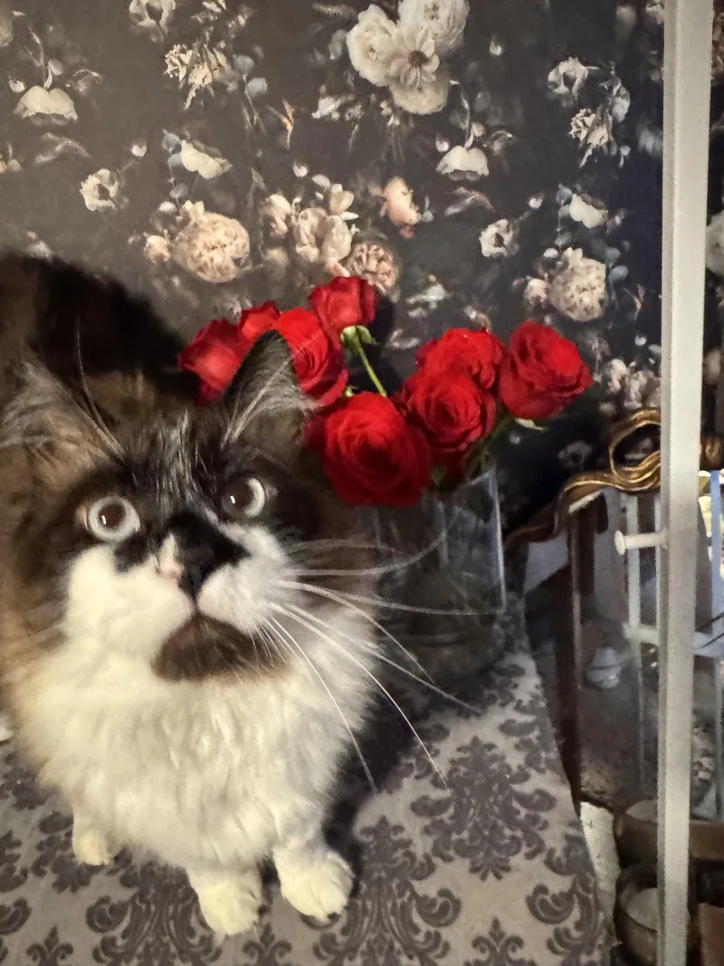 An adult medium-sized male Siamese cat named HUBIE Offered for adoption in Hillsboro, OR
