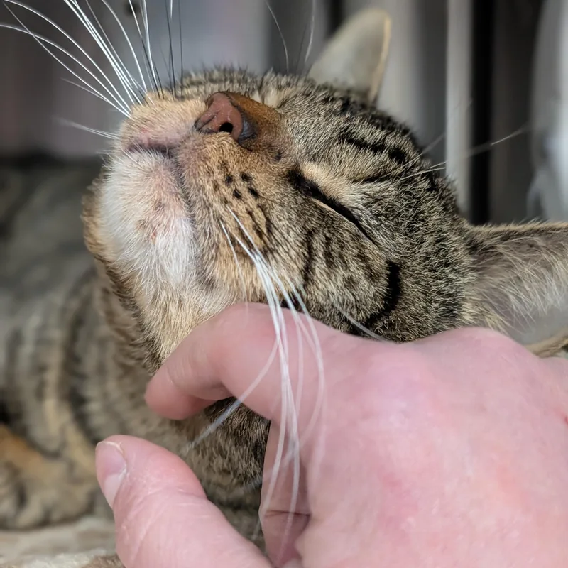 Punxsutawney Phil thumbnail 2