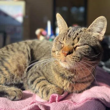 Punxsutawney Phil thumbnail 3