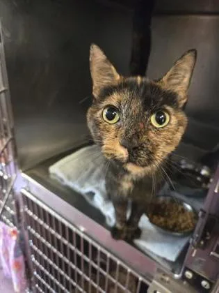 An adult small-sized female Domestic Short Hair cat named Fawn for adoption in South Bend, IN