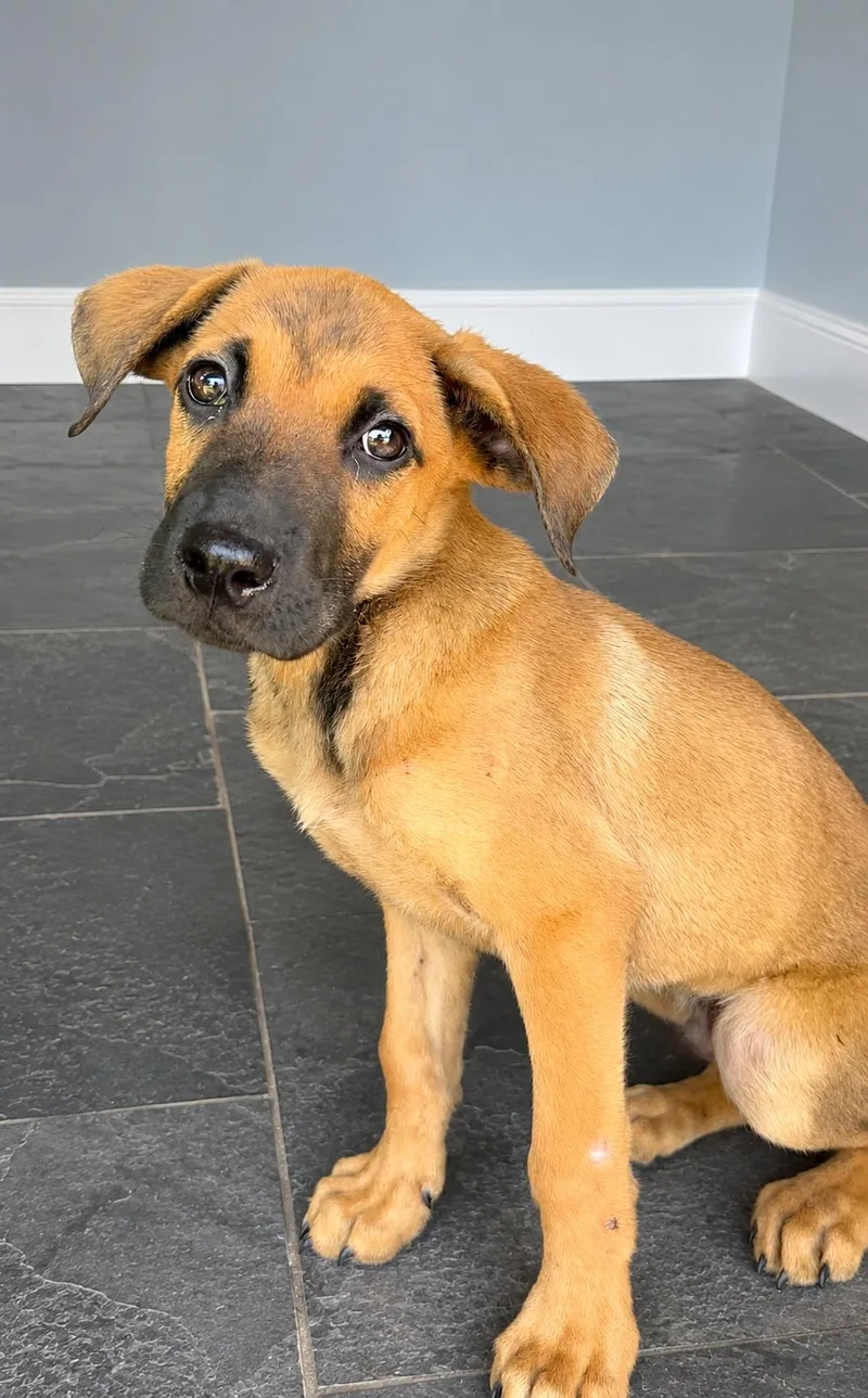 A baby medium-sized male Red / Chestnut / Orange Labrador Retriever dog named Rucker for adoption in Pleasant Valley, NY