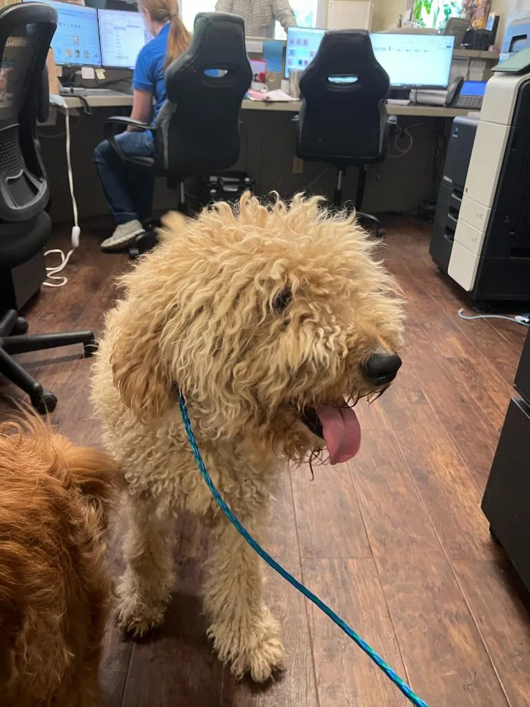 An adult medium-sized female Poodle dog named Dog Kennel for adoption in Greenville, TX