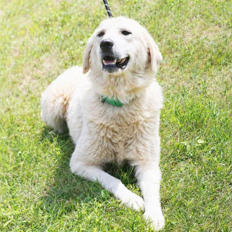 A young large-sized female White / Cream Great Pyrenees dog named CT Summer for adoption in Eastford, CT