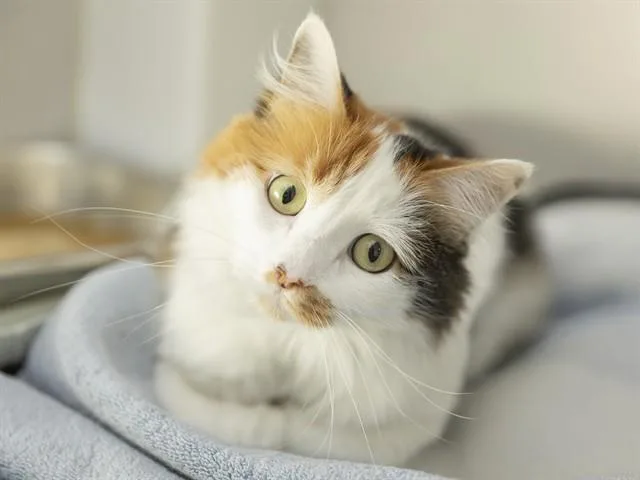 An adult large-sized female Domestic Short Hair cat named Huahua for adoption in Phoenix, AZ