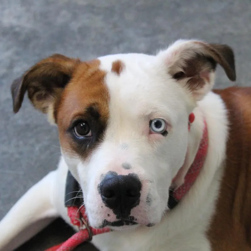 An adult large-sized male Brown / Chocolate Mixed Breed dog named Mowgli for adoption in Brooksville, KY