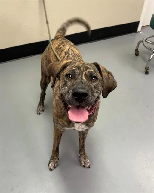 An adult large-sized female Brindle Plott Hound dog named Molly for adoption in Phoenix, OR