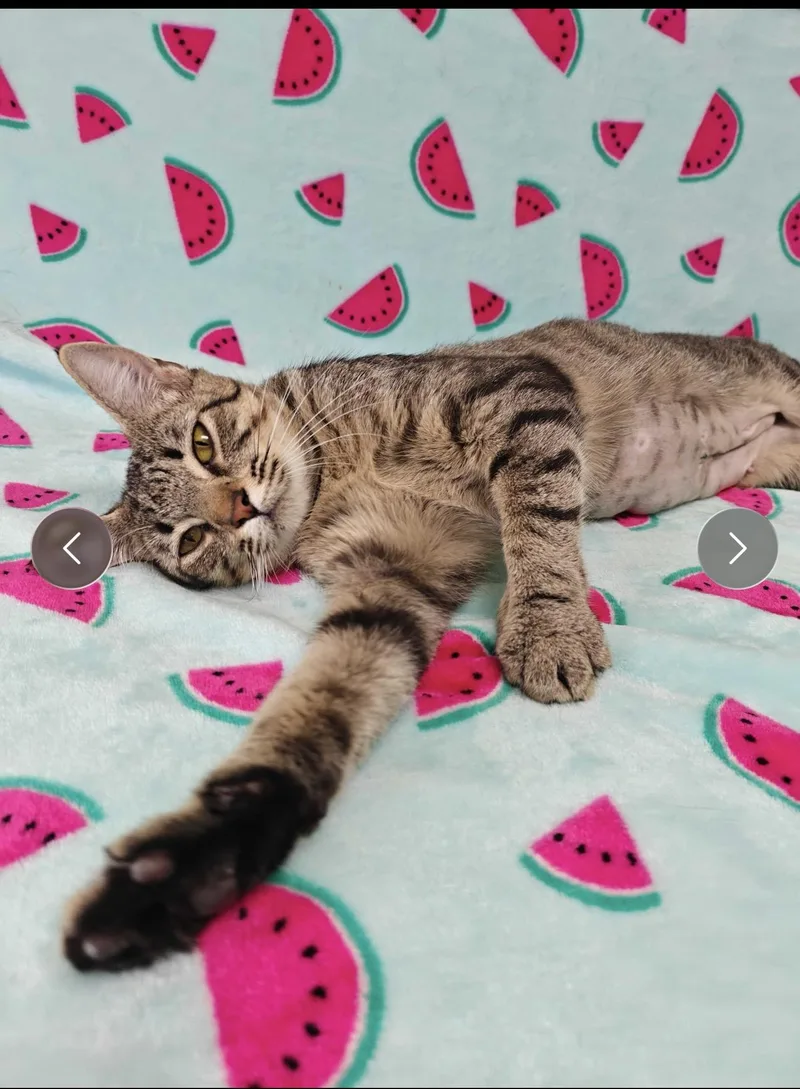 A young medium-sized female Tabby (Brown / Chocolate) Domestic Short Hair cat named Wren for adoption in Valdosta, GA