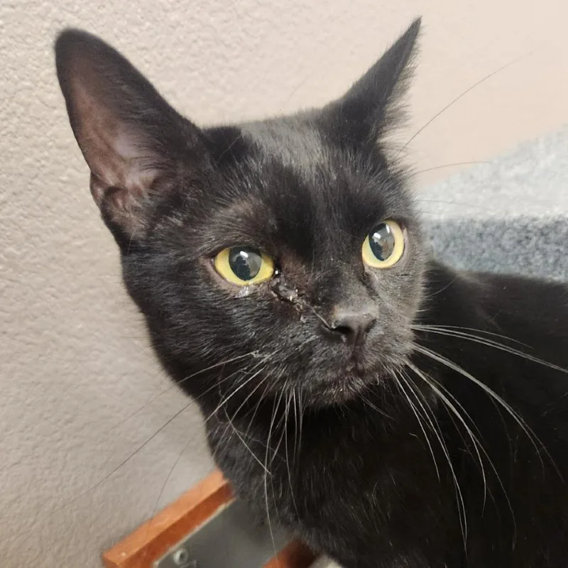 An adult large-sized male Domestic Short Hair cat named Binx for adoption in Reno, NV