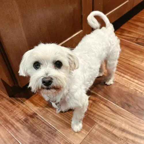 An adult small-sized male Poodle dog named Rhemus for adoption in Lincolnshire, IL