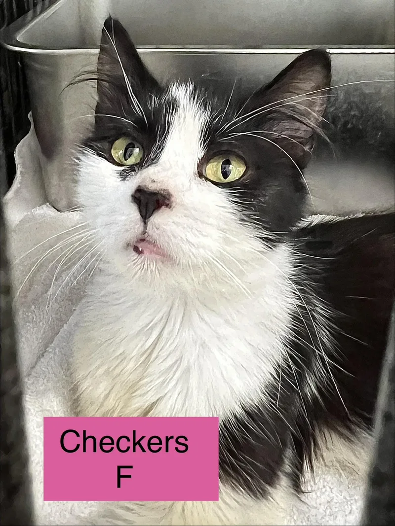 A baby small-sized female Domestic Short Hair cat named Checkers for adoption in Sneads Ferry, NC