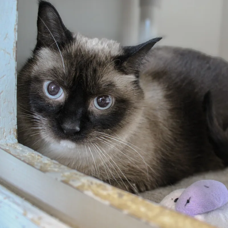 An adult large-sized female Seal Point Siamese cat named Amira for adoption in Hutchinson, MN