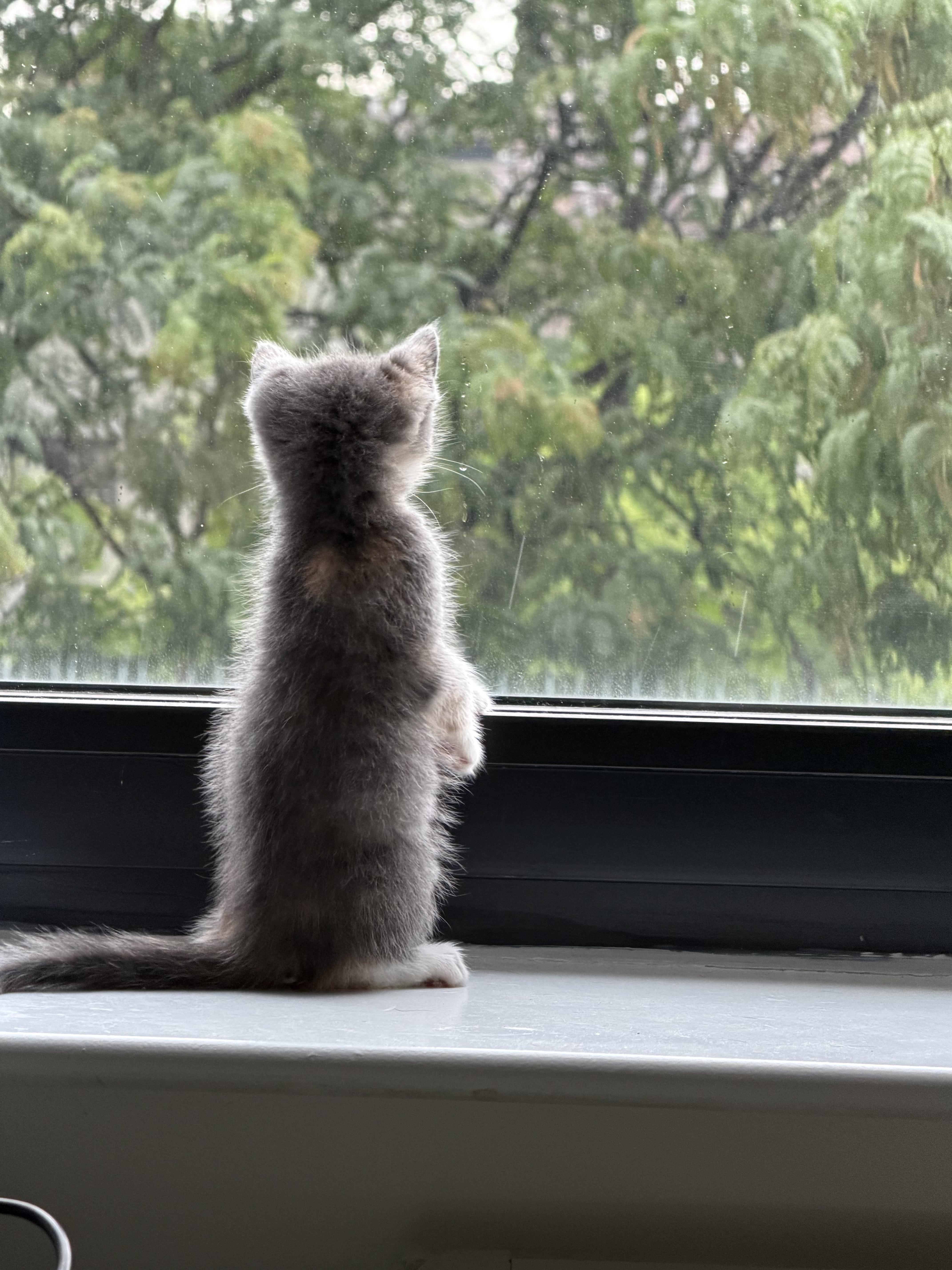 A baby small-sized male Domestic Short Hair cat named Chicken & Turkey for adoption in brooklyn, NY
