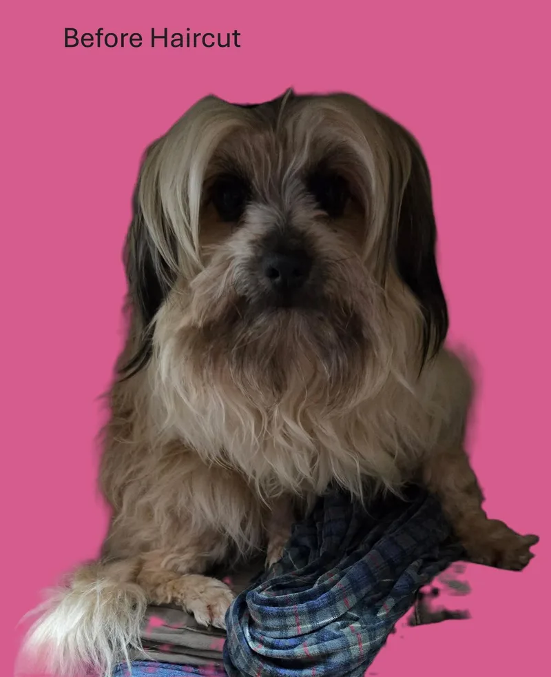 Daisy thumbnail 4