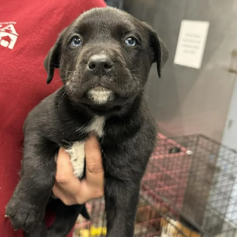 A baby large-sized male Black Mixed Breed dog named Spencer Reid for adoption in Martinsville, VA